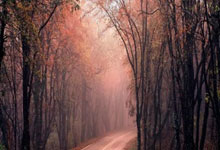 澳大利亚射击队表现抢眼，夺得铜牌